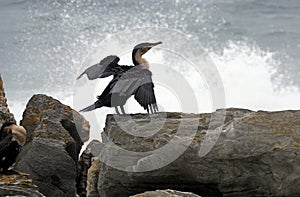 Cormorant off the coast of Tsitsikamma, South Africa