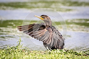 Cormorant at Overlook Park