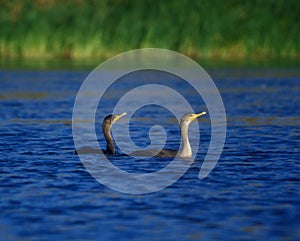 Cormorant Pair Swimming Heads High