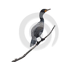 A Cormorant Perched On a Branch photo