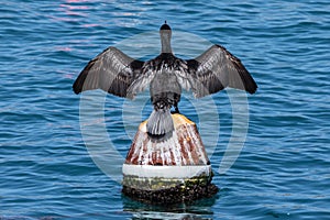 A cormorant is perched on a buoy inside a fishing port.