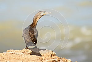 Cormorant perched on the coast photo