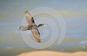 Cormorant perched on the coast photo