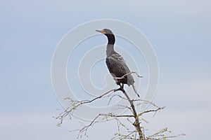 A Cormorant Perched On a Tree