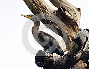 A cormorant, perched on a tree branch, in Pantanal, Brazil. photo