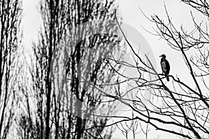 Cormorant perched in a tree at winter sunset
