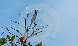 Cormorant Perching on Tree Branch Under the Sky