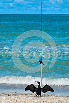 A Cormorant (Phalacrocoracidae) watching over the fishing pole on Indian Rocks beach, Gulf of Mexico Florida.