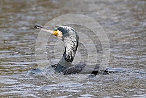 Cormorant ( Phalacrocorax carbo) crossing lake.