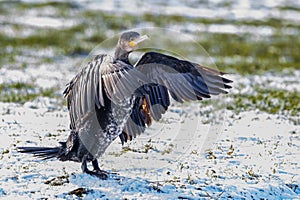 Cormorant, Phalacrocorax carbo, with extended neck and alert in snowy meadow