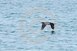 Cormorant (Phalacrocorax carbo) flying over the Mediterranean Sea on the coast of El Campello