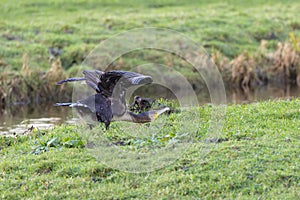 Cormorant, Phalacrocorax carbo, in green grass with upright wings