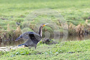Cormorant, Phalacrocorax carbo, in green grass with upright wings