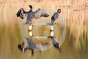 Cormorant (Phalacrocorax carbo) holding wings out to dry