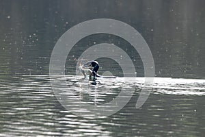 Cormorant Phalacrocorax carbo hunting and catching freshwater eel and pierces the skin