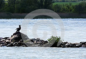 Cormorant Phalacrocorax carbo at Lake Balaton