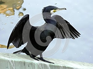 Cormorant Phalacrocorax carbo in the Pegnitz river, Nuremberg, Germany.