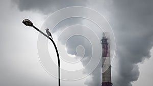 Cormorant Phalacrocorax carbo resting on dirty street lamp with factory chimney and pollution smokes in background