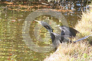 Cormorant (Phalacrocorax carbo) photo