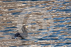 Cormorant & x28;Phalacrocorax carbo& x29; swimming on lake