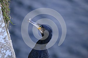 Cormorant portrait fishing