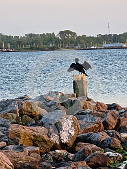 A cormorant ready to take off