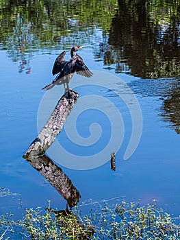 Cormorant on a Reflecting Tree Trunk