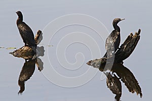 Cormorant Reflections