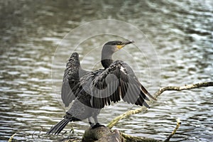 Cormorant resting on his favourite log