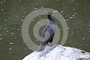 Cormorant on the river photo