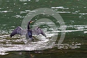 Cormorant in the river Po.