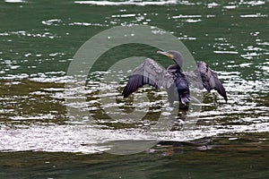 Cormorant in the river Po.