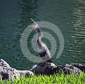 Cormorant on a rock