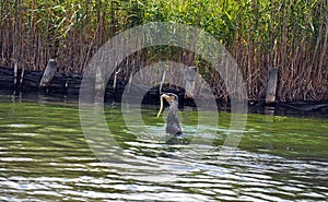 Cormorant sea bird eating an eel a series of 5 pictures