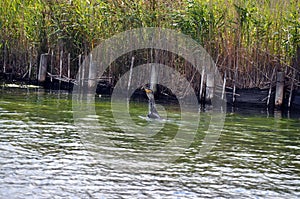 Cormorant sea bird eating an eel a series of 5 pictures