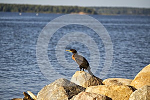 A cormorant seabird