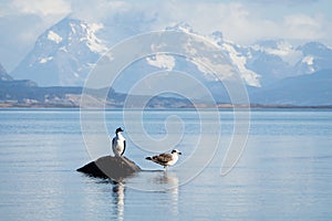 Cormorant and seagull land in a rock in Puerto Natales