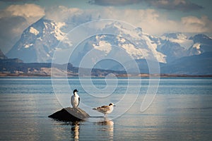 Cormorant and seagull land in a rock in Puerto Natales