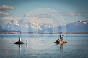 Cormorant and seagull land in a rock in Puerto Natales