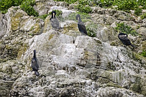 Cormorant Shag Phalacrocoracidae birds preening on rocky cliff f