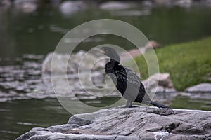 Cormorant on the shore of the lake