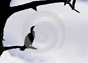 Cormorant Silhouetted Looking Up into a Cloudy Sky