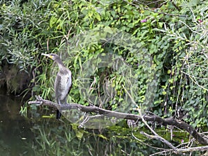 Cormorant sits on a branch by the river.