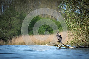 a cormorant sits on a branch on the shore of a lake