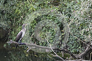 Cormorant sits on a branch by the water