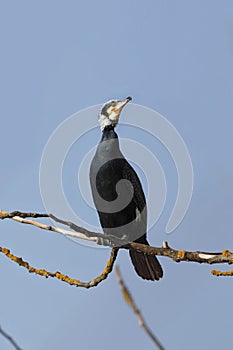 A cormorant sits in the dry branches of a tree on the bank of the pond and observes the surroundings