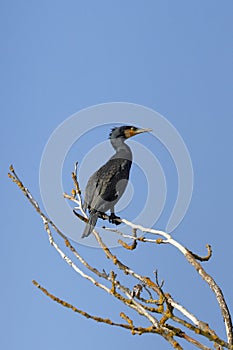 A cormorant sits in the dry branches of a tree on the bank of the pond and observes the surroundings