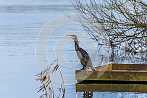 A cormorant sits at the edge of Ravensthorpe Reservoir in Northamptonshire, UK