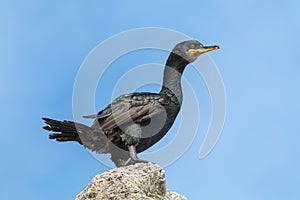 Cormorant sits on a rock in Iceland close up view
