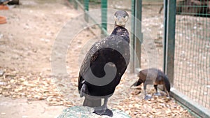 Cormorant sitting in aviary of zoo.